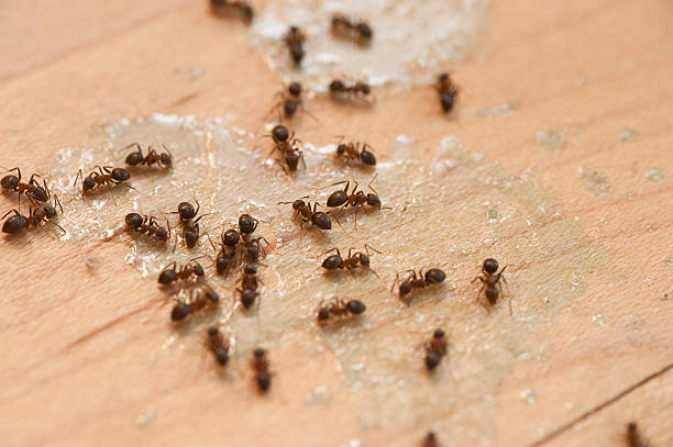 Best Local Pest Control Services  in Garden Grove, FL